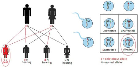 Access Audiology Nov2013 Figure 2